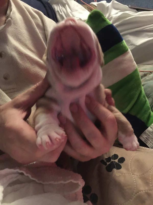 Big Yawns For Such A Little One